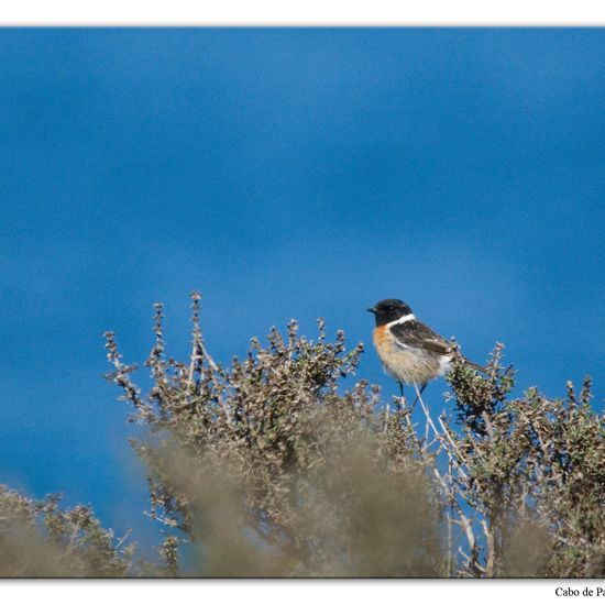 Schwarzkehlchen: Tier im Habitat Felsküste in der NatureSpots App