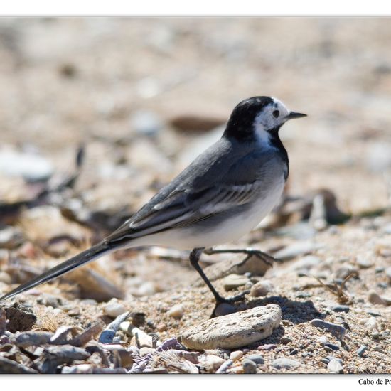 White Wagtail: Animal in habitat Rocky coast in the NatureSpots App