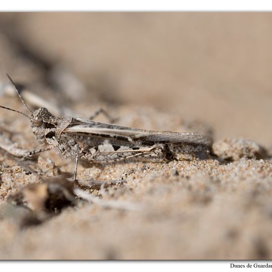 Acrotylus longipes: Tier im Habitat Sandküste in der NatureSpots App