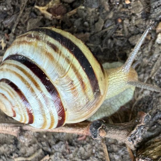 Caucasotachea vindobonensis: Animal in habitat Buffer strip in the NatureSpots App