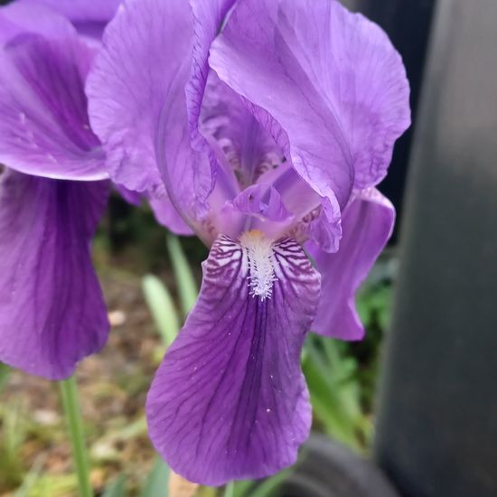 Deutsche Schwertlilie: Pflanze im Habitat Garten in der NatureSpots App