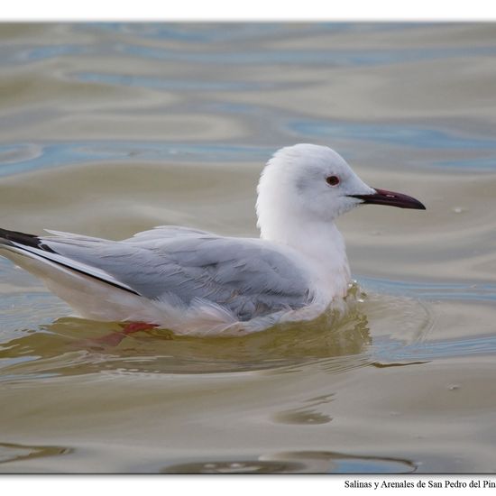 Slender-billed Gull: Animal in habitat Marine habitat in the NatureSpots App