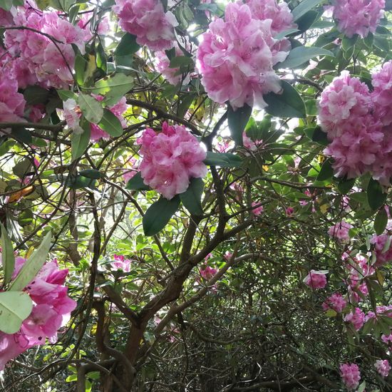 Rhododendron macrophyllum: Plant in nature in the NatureSpots App