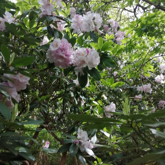 Rhododendron catawbiense: Plant in nature in the NatureSpots App