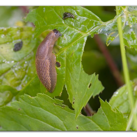 Spanische Wegschnecke: Tier im Habitat Strasse/Verkehr in der NatureSpots App