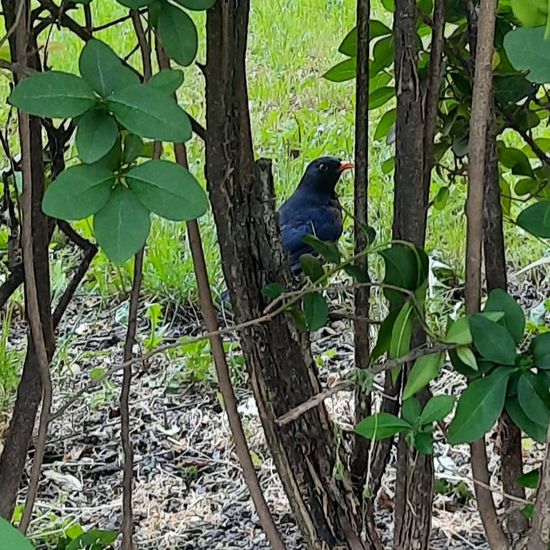 Common blackbird: Animal in habitat Garden in the NatureSpots App