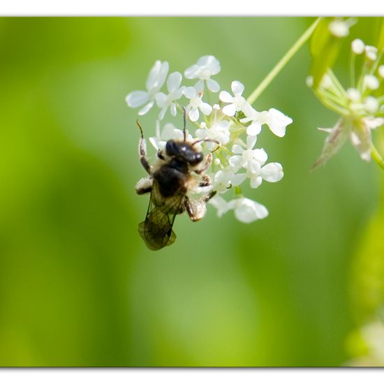 Andrena proxima: Tier im Habitat Strasse/Verkehr in der NatureSpots App
