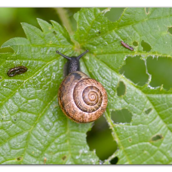 Gefleckte Schnirkelschnecke: Tier im Habitat Hinterhof in der NatureSpots App