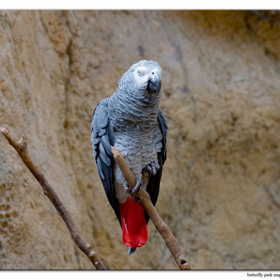 Graupapagei: Tier im Habitat Zoo/Gehege in der NatureSpots App