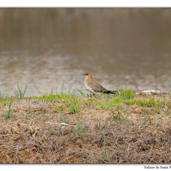 Collared Pratincole: Animal in habitat Marine habitat in the NatureSpots App