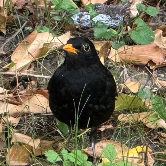 Common blackbird: Animal in habitat Garden in the NatureSpots App