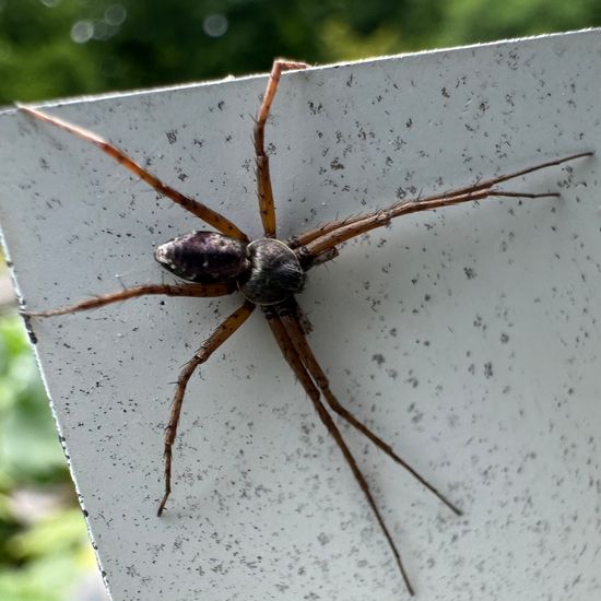 Philodromus speciosus: Tier im Habitat Garten in der NatureSpots App