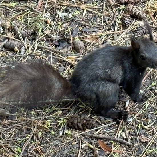 Eurasisches Eichhörnchen: Tier im Habitat Garten in der NatureSpots App