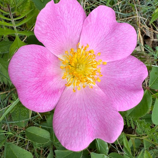 Essig-Rose: Pflanze im Habitat Garten in der NatureSpots App