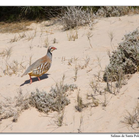 Red-legged Partridge: Animal in habitat Sandy coast in the NatureSpots App