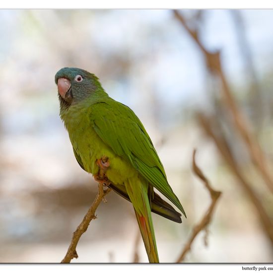 Thectocercus acuticaudatus: Tier im Habitat Zoo/Gehege in der NatureSpots App