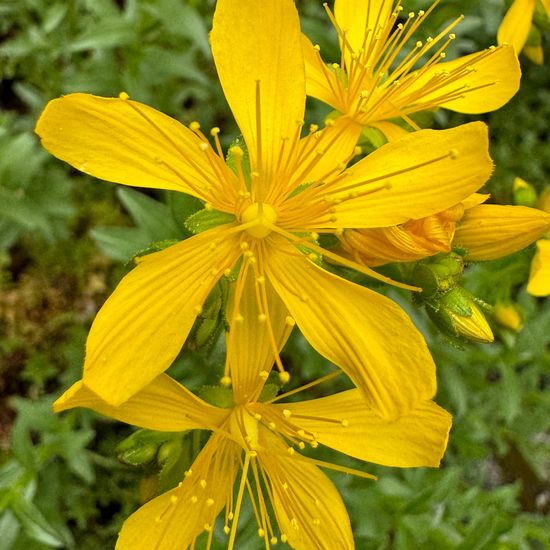 Hypericum orientale: Pflanze im Habitat Garten in der NatureSpots App