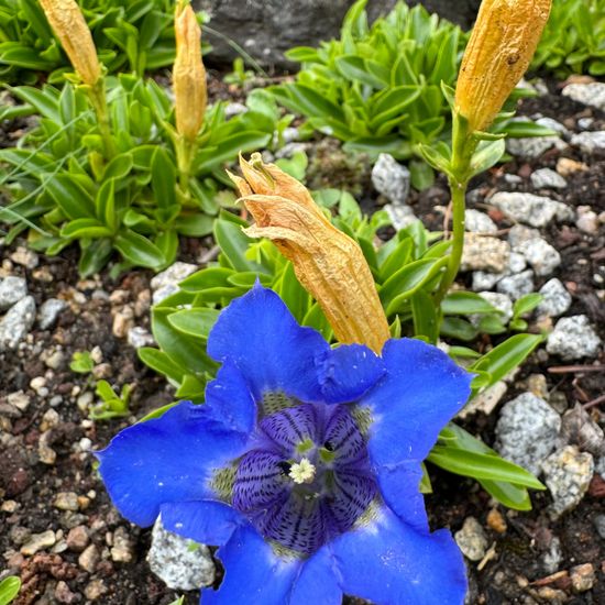 Gentiana acaulis: Plant in habitat Garden in the NatureSpots App