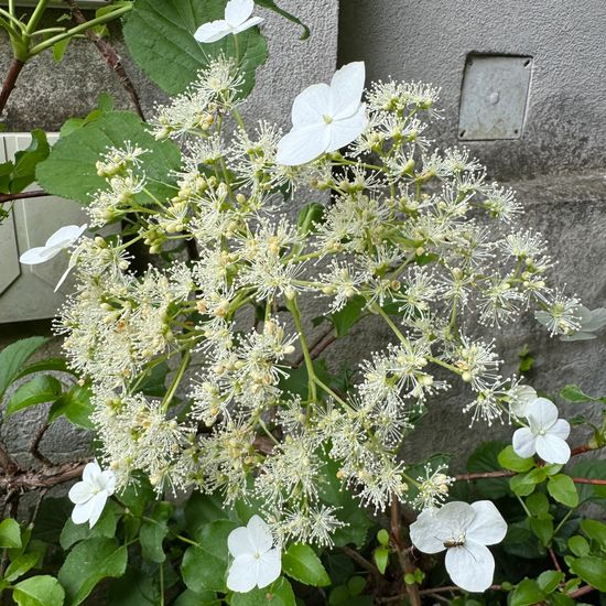 Hydrangea anomala: Plant in habitat Garden in the NatureSpots App