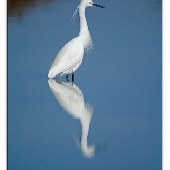 Little Egret: Animal in habitat Marine habitat in the NatureSpots App