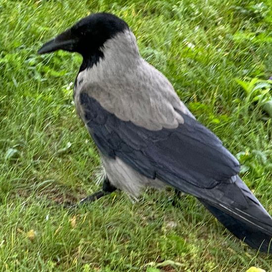 Nebelkrähe: Tier im Habitat Park in der NatureSpots App