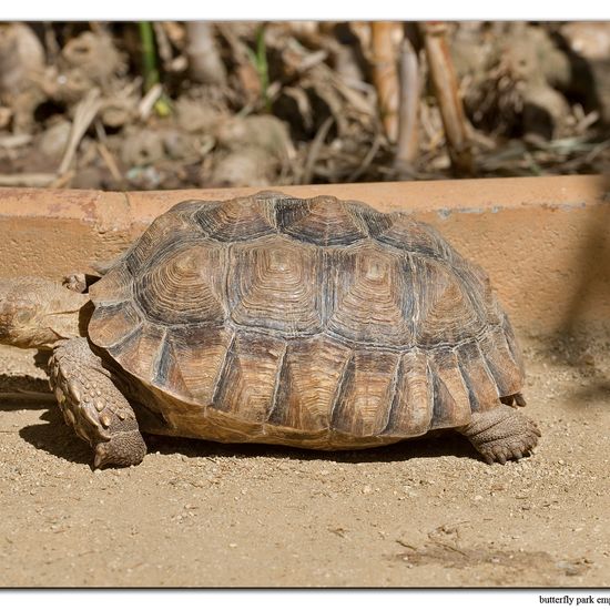 African spurred tortoise: Animal in habitat Zoo in the NatureSpots App