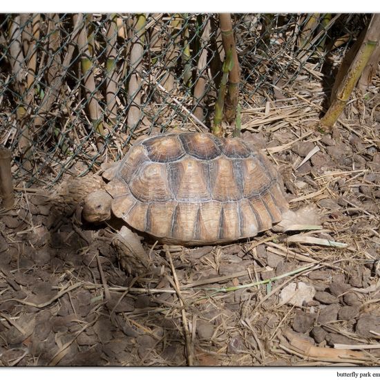 African spurred tortoise: Animal in habitat Zoo in the NatureSpots App