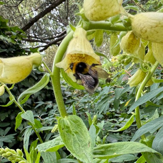 Big-flowered foxglove: Plant in habitat Garden in the NatureSpots App