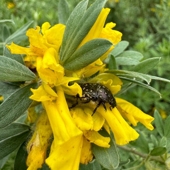 Chamaecytisus austriacus: Plant in habitat Garden in the NatureSpots App