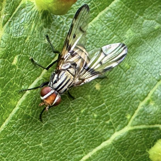 Schmuckfliegen: Tier im Habitat Garten in der NatureSpots App