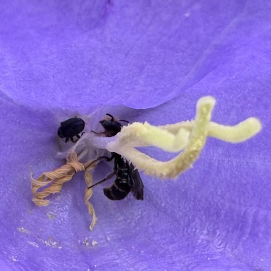 Chelostoma rapunculi: Tier im Habitat Garten in der NatureSpots App