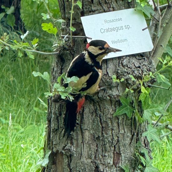 Great Spotted Woodpecker: Animal in habitat Garden in the NatureSpots App