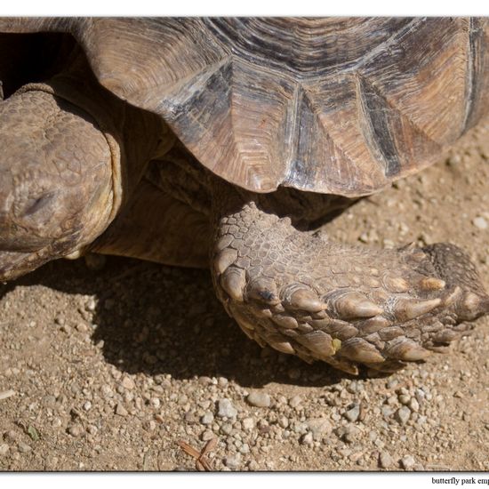 African spurred tortoise: Animal in habitat Zoo in the NatureSpots App