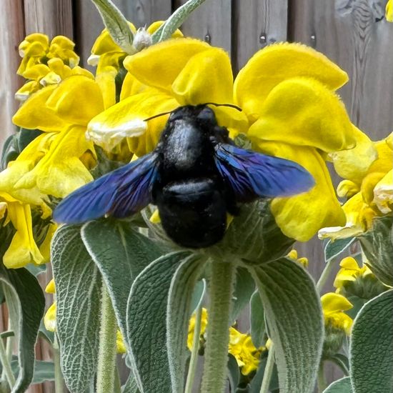 Phlomis fruticosa: Plant in habitat Garden in the NatureSpots App