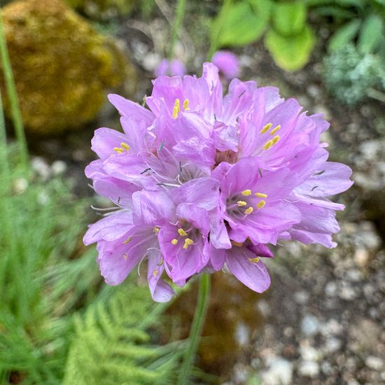 Armeria juniperifolia: Pflanze im Habitat Garten in der NatureSpots App