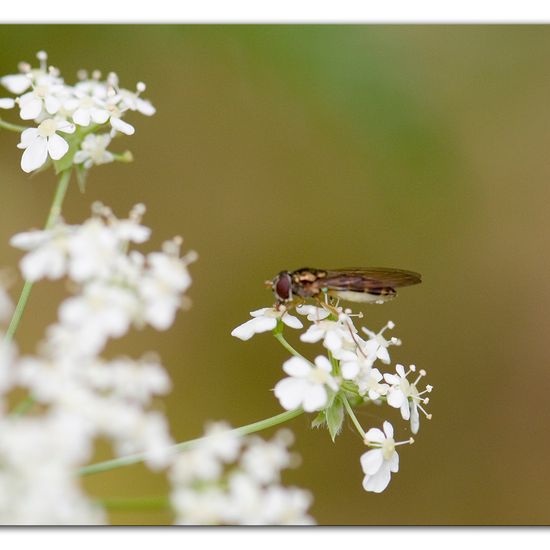 Melanostoma scalare: Tier im Habitat Hinterhof in der NatureSpots App