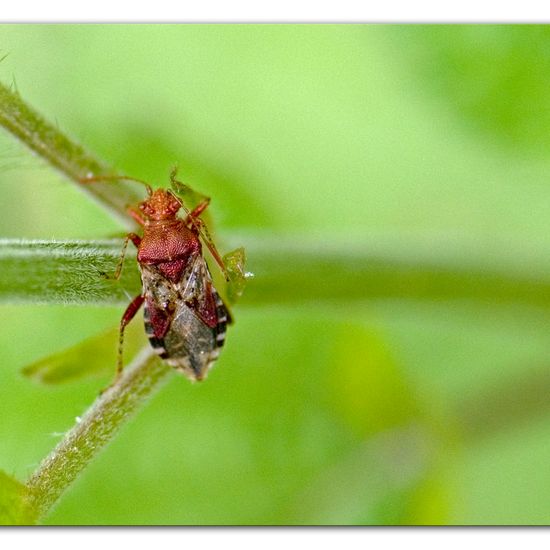 Rhopalus subrufus: Tier im Habitat Anderes Waldhabitat in der NatureSpots App