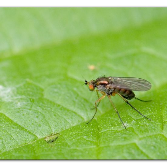 Dolichopus popularis: Tier im Habitat Hinterhof in der NatureSpots App