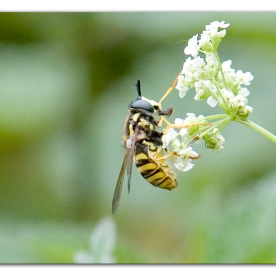 Gemeine Wespenschwebfliege: Tier im Habitat Anderes Waldhabitat in der NatureSpots App