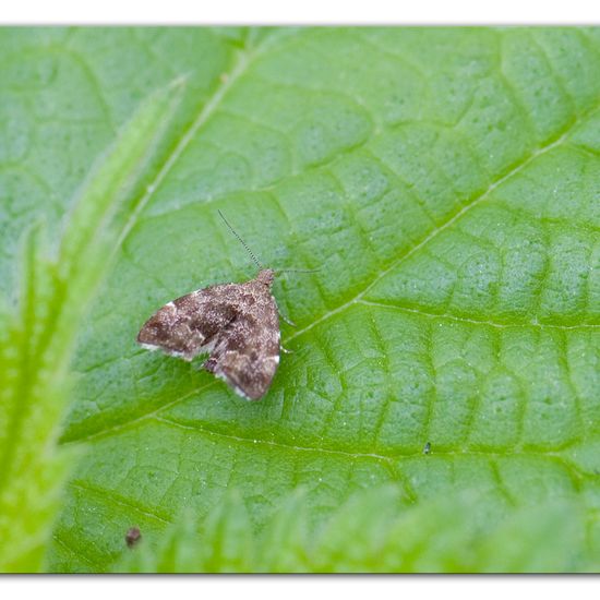 Anthophila fabriciana: Tier im Habitat Hinterhof in der NatureSpots App