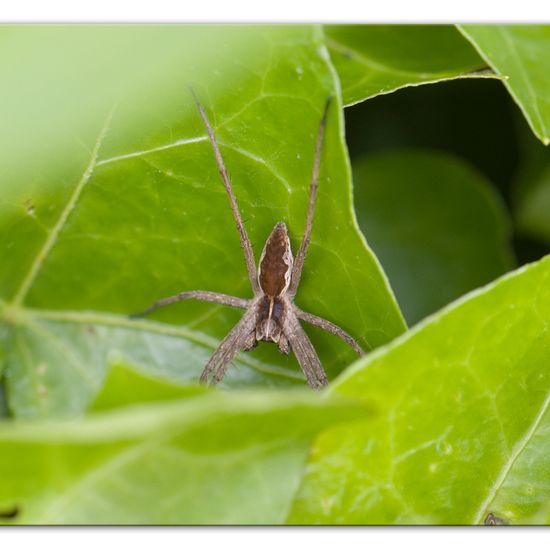 Listspinne: Tier im Habitat Hinterhof in der NatureSpots App