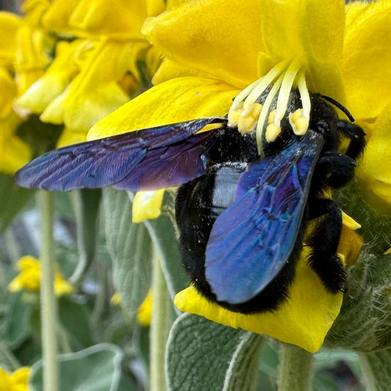 Phlomis fruticosa: Plant in habitat Garden in the NatureSpots App