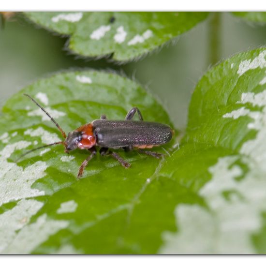 Cantharis fusca: Animal in habitat Backyard in the NatureSpots App