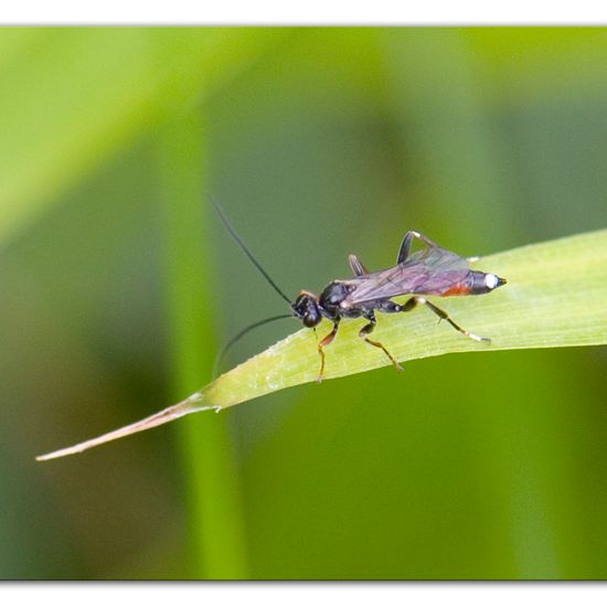 Cryptinae: Tier im Habitat Hinterhof in der NatureSpots App