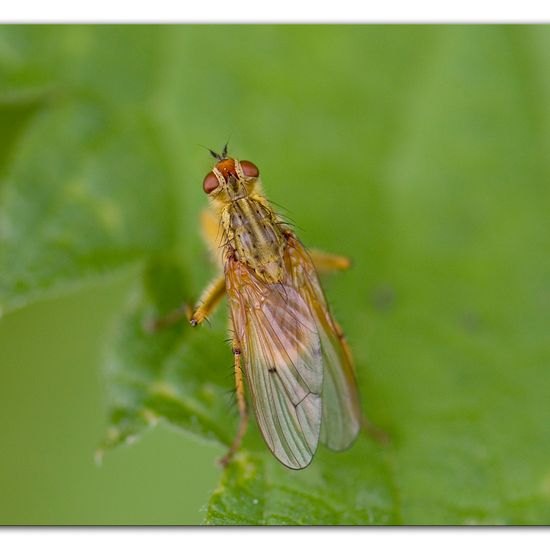 Gelbe Dungfliege: Tier im Habitat Hinterhof in der NatureSpots App