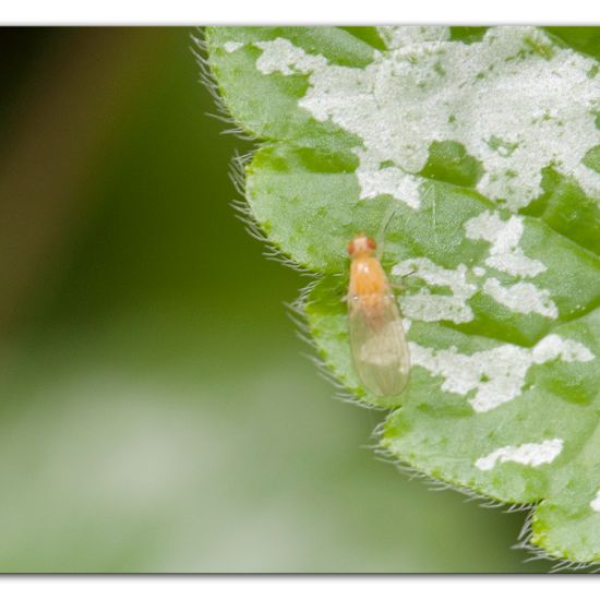 Tricholauxania praeusta: Tier im Habitat Hinterhof in der NatureSpots App