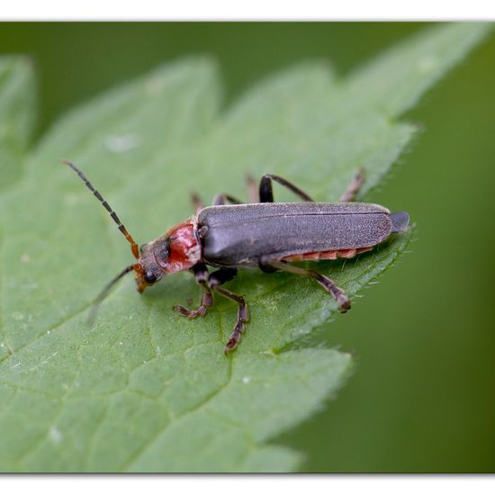 Gemeiner Weichkäfer: Tier im Habitat Hinterhof in der NatureSpots App