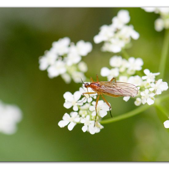 Rotbraune Tanzfliege: Tier im Habitat Hinterhof in der NatureSpots App