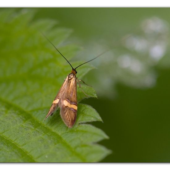 Nemophora degeerella: Tier im Habitat Hinterhof in der NatureSpots App