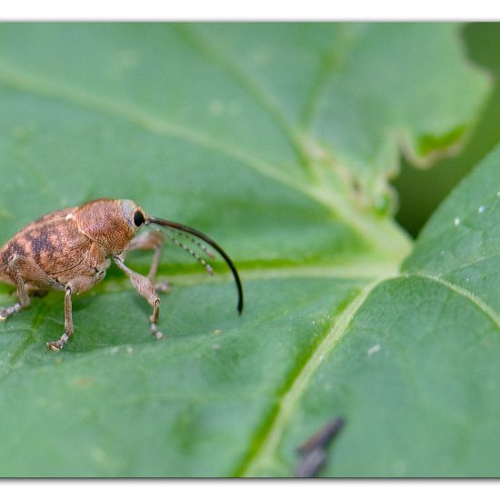 Curculio glandium: Animal in habitat Backyard in the NatureSpots App